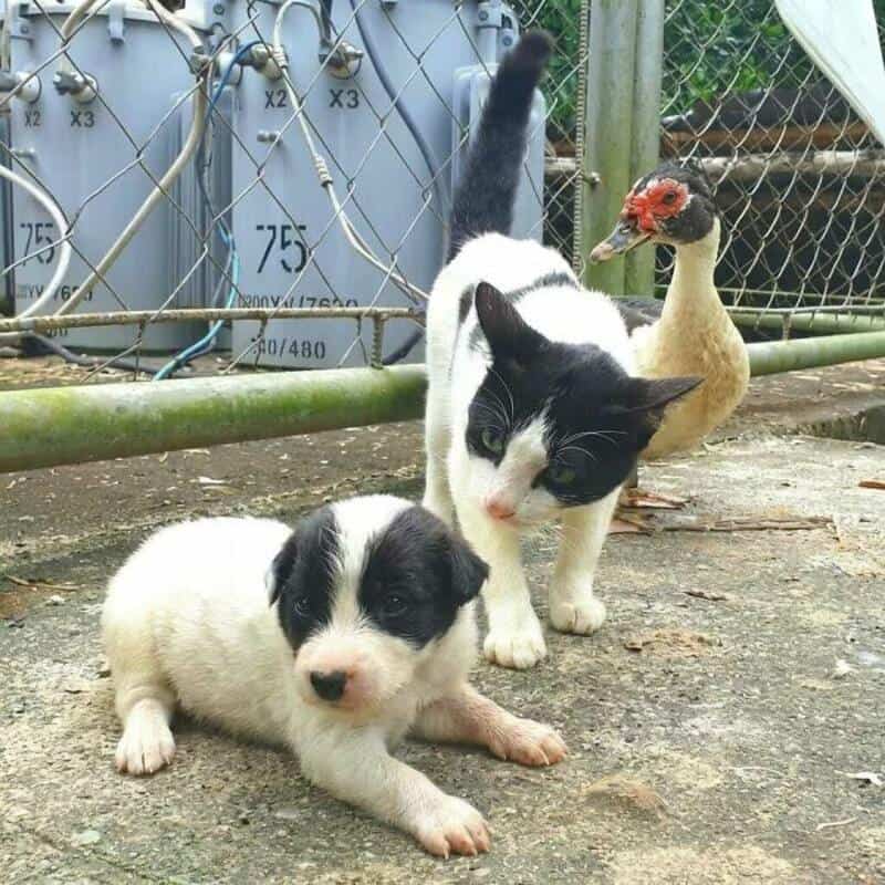 A funny animal pic showing a black and white cat suspiciously eyeing a matching black and white puppy while a Muscovy duck stands behind them.