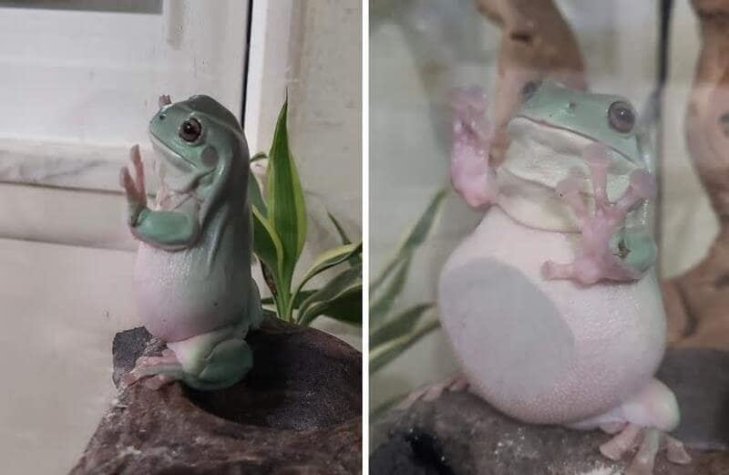 A funny animal pic showing a round green tree frog standing up against glass with its hands pressed against the pane.