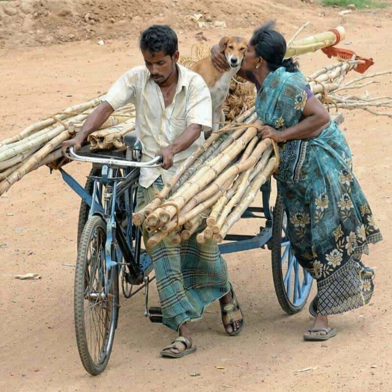 A funny animal pic of a woman leaning over a bicycle loaded with sticks to give a dog a kiss on the cheek.