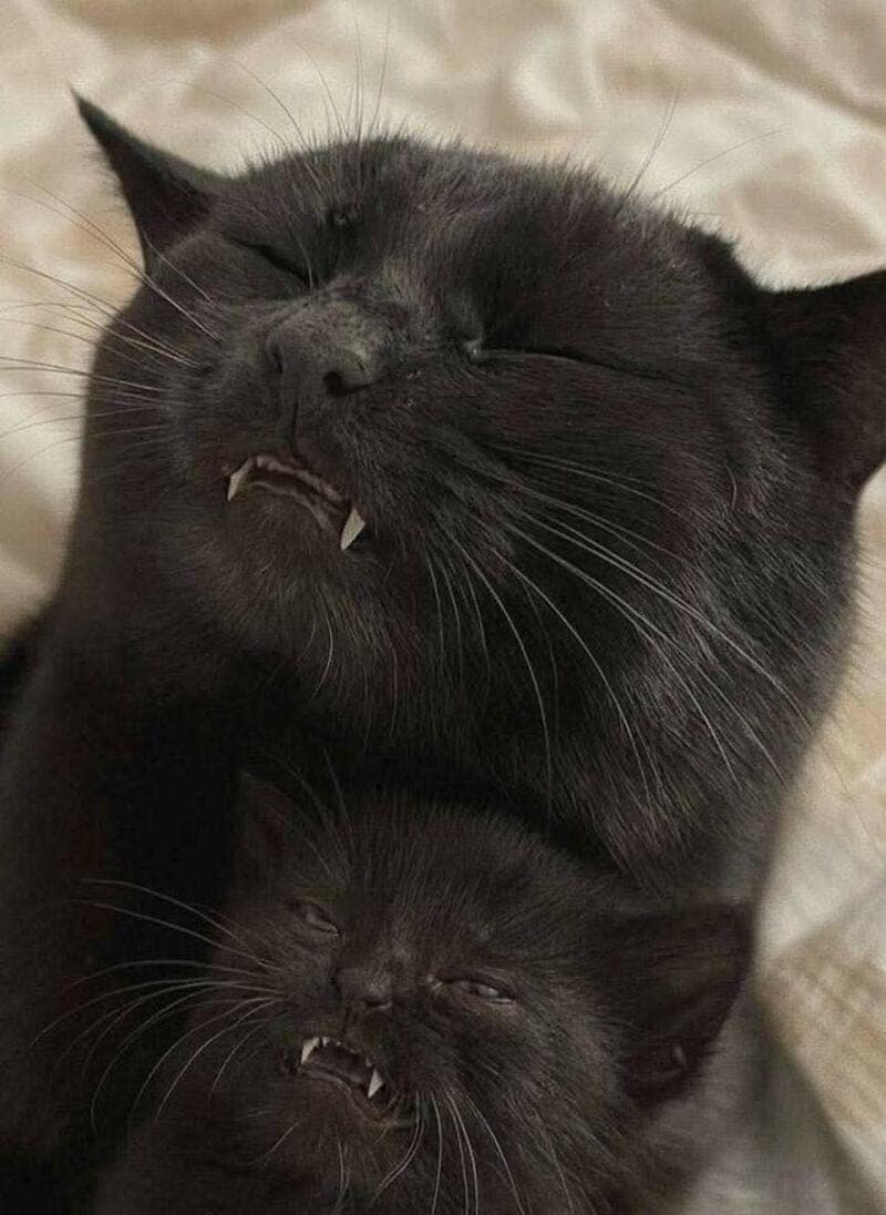 A funny animal pic of a black cat and its mini-me kitten sleeping with their mouths slightly open to reveal tiny "vampire" fangs.