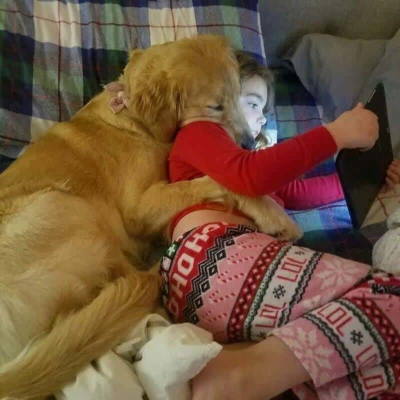 A funny animal pic featuring a large golden retriever snuggling closely with a young girl who is distracted by her tablet.