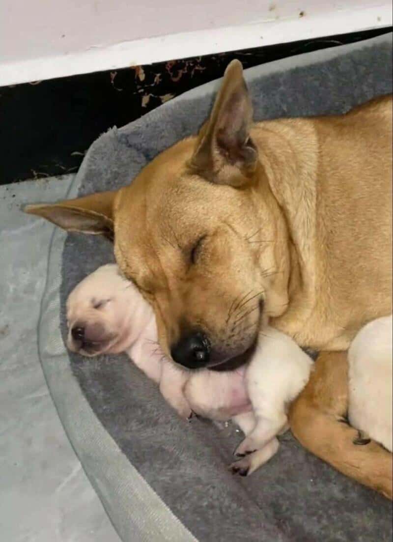 A funny animal pic of a large brown dog and a tiny white puppy fast asleep head-to-head in a pet bed.