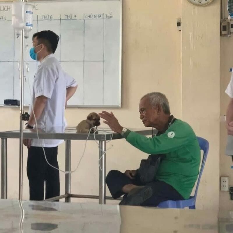 A funny animal pic showing an elderly man in a hospital reaching out to pet a tiny brown puppy sitting on an examination table.