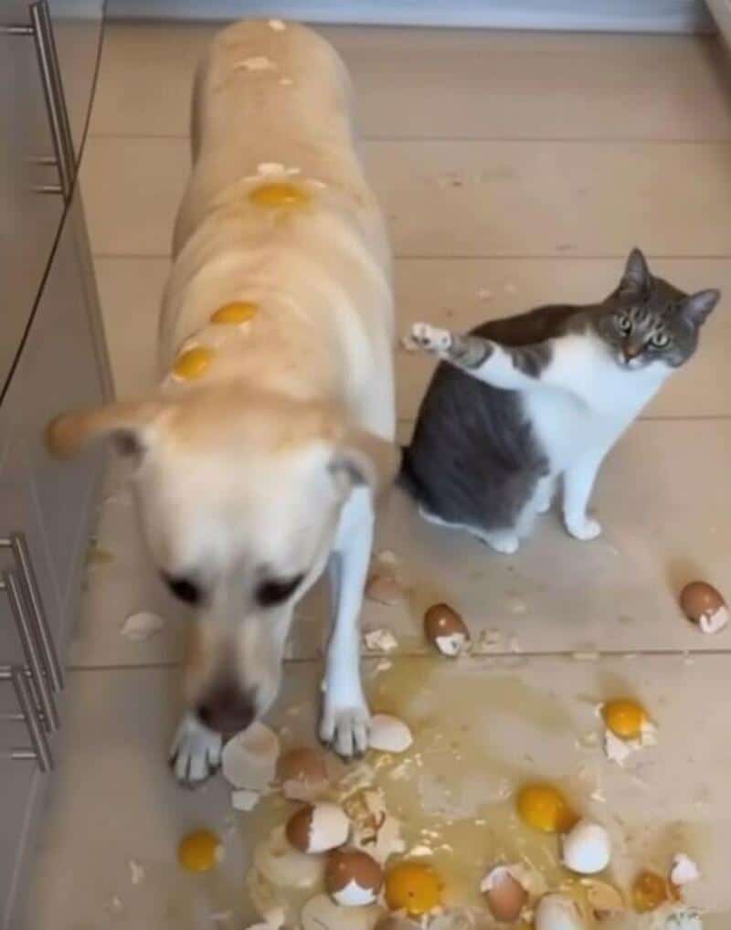 A funny animal pic where a cat points a paw at a dog in a kitchen filled with broken eggshells and yolks on the floor.
