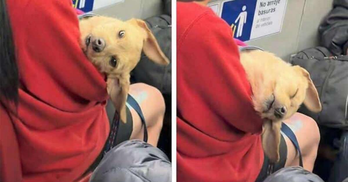 Collection of funny animal pic highlights and cute animal photos including vampire cats, a snuggling golden retriever, and a kitchen disaster.