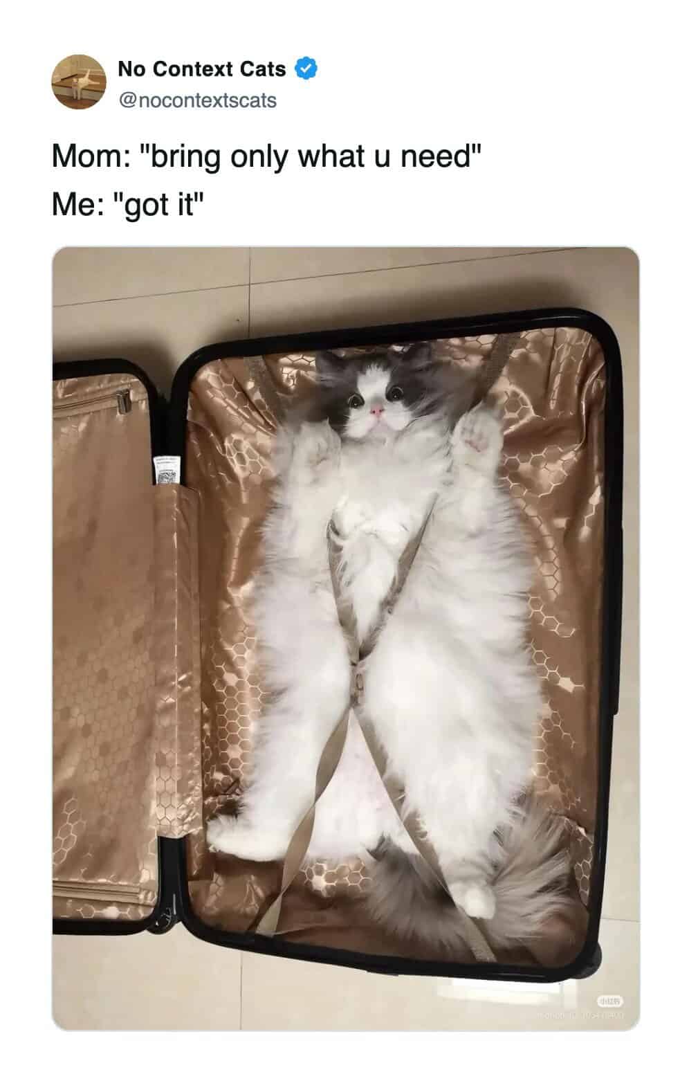 Text: A funny cat meme showing a fluffy cat packed inside a suitcase representing bringing only what you need