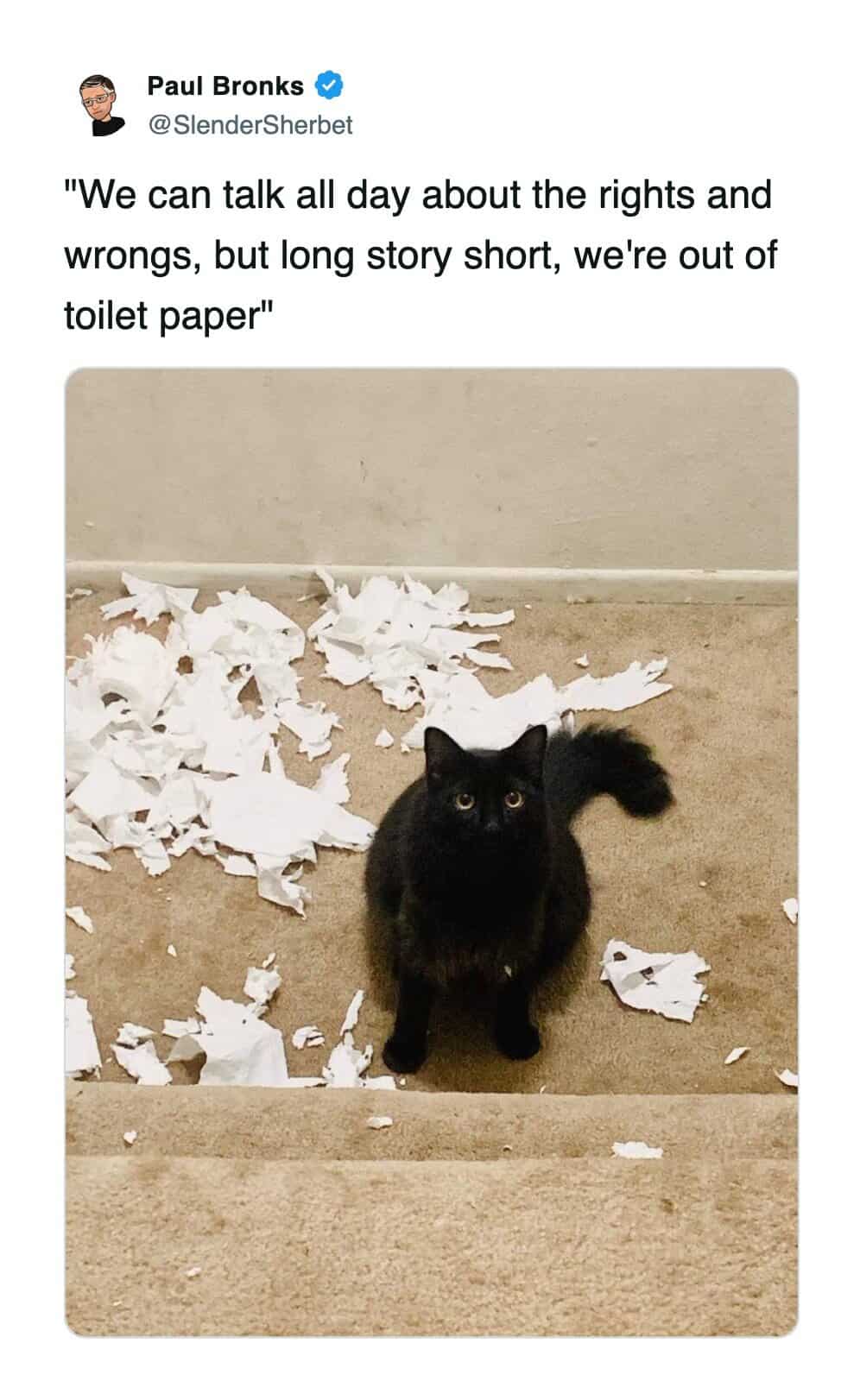 A funny cat tweet showing a black cat sitting innocently next to a pile of shredded toilet paper.