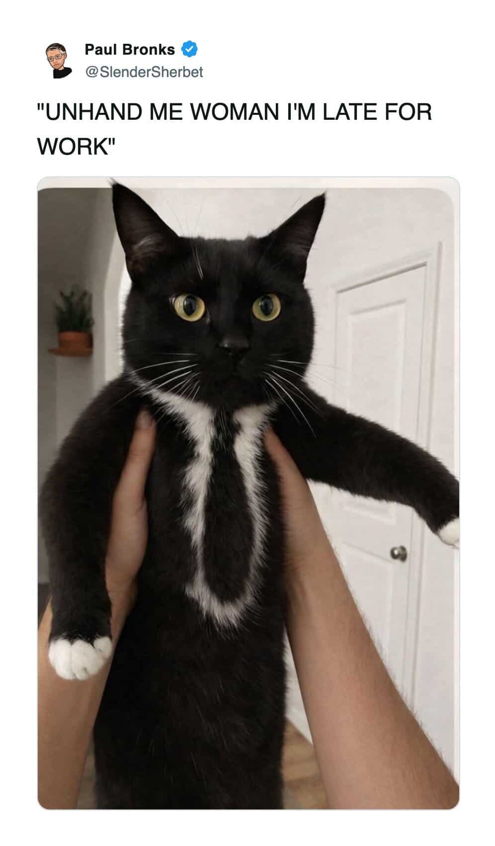 A funny cat meme of a black cat with white fur markings that look like a formal tie.