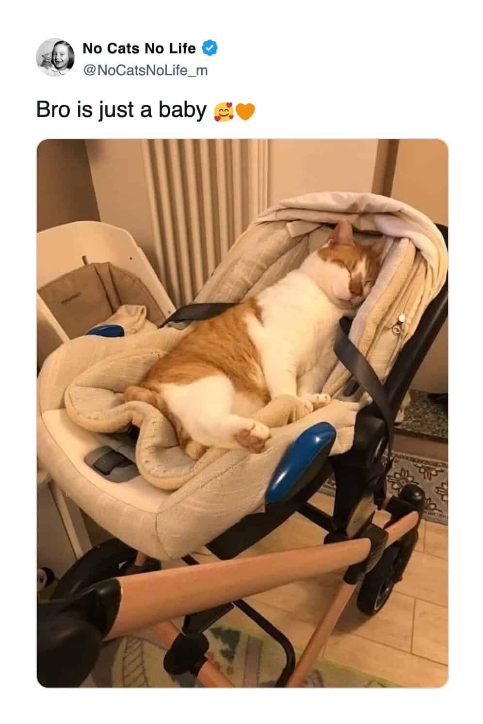 A funny cat tweet showing a ginger cat sleeping comfortably in a baby stroller.