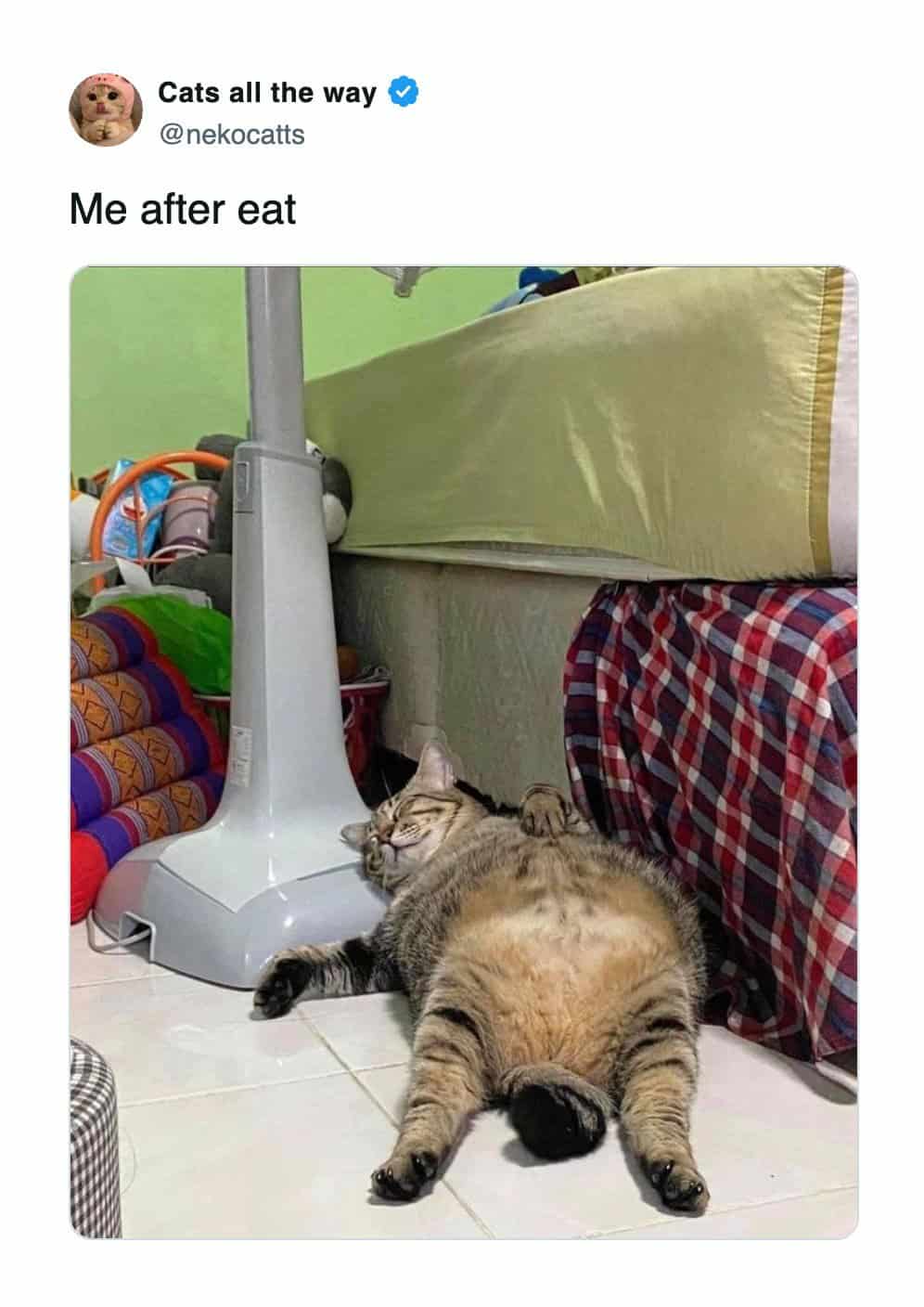 A funny cat meme showing a chubby tabby cat lying on its back by a fan.