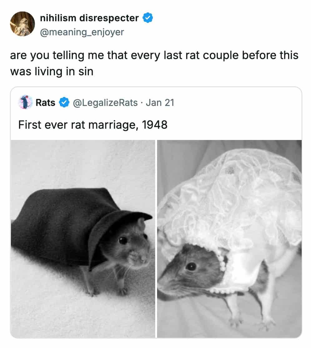 A funny comment by "nihilism disrespecter" asking if every rat couple before 1948 was "living in sin" based on a photo of the "first rat marriage."