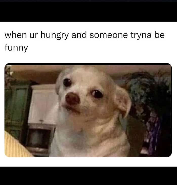 A funny food meme of an unamused chihuahua representing the reaction to jokes when you are hungry.