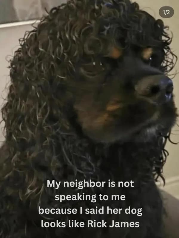 Curly haired black dog looking side-eye with Rick James comparison caption.