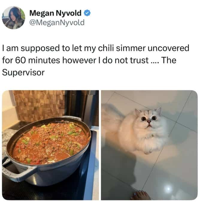 White cat staring at chili pot creates trust issues for cooking owner.