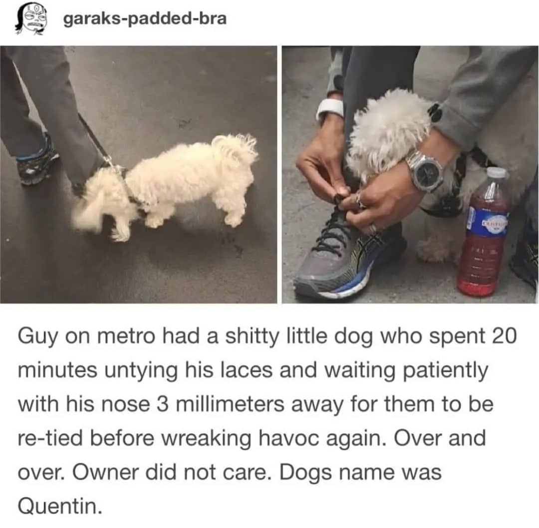 Tumblr story about mischievous dog named Quentin untying owner shoelaces on metro.