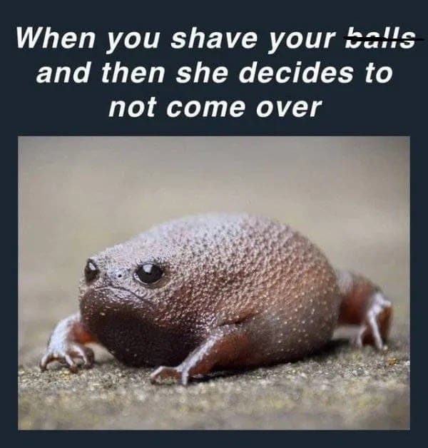Very round brown rain frog looking sad with a caption about a cancelled date after shaving.