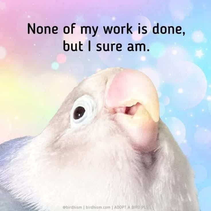 White parrot looking up saying none of my work is done but I sure am.