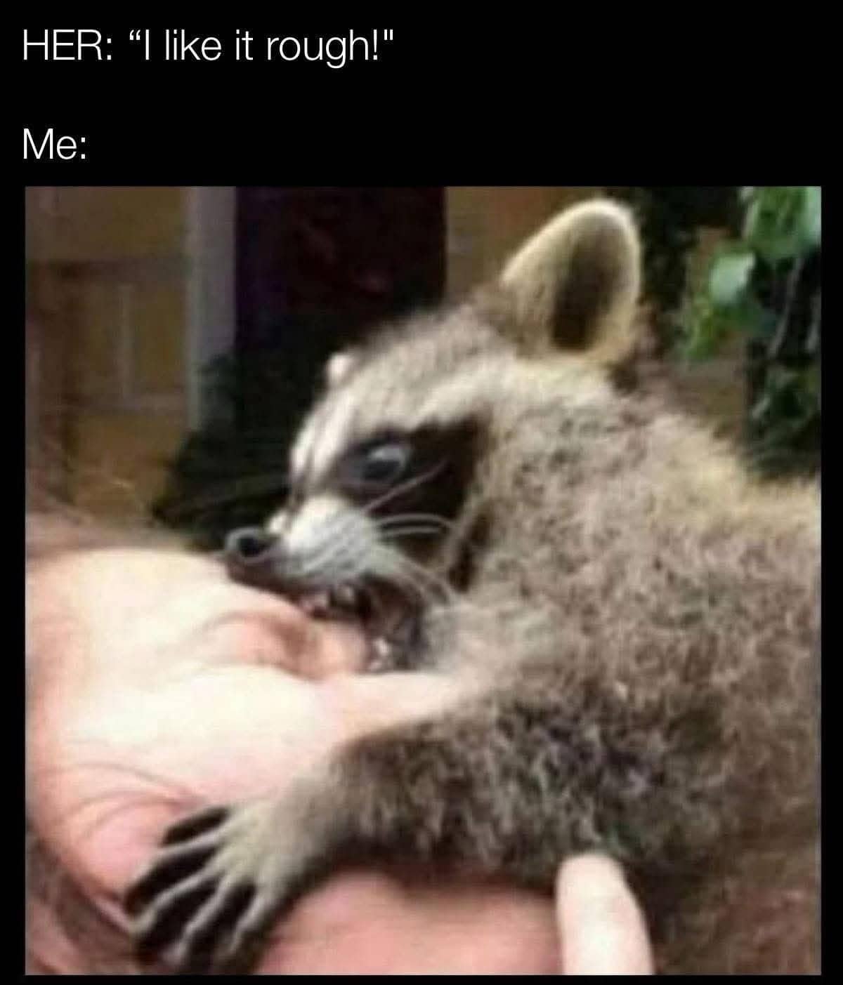 Raccoon gently biting a human hand captioned about misunderstanding what rough means.