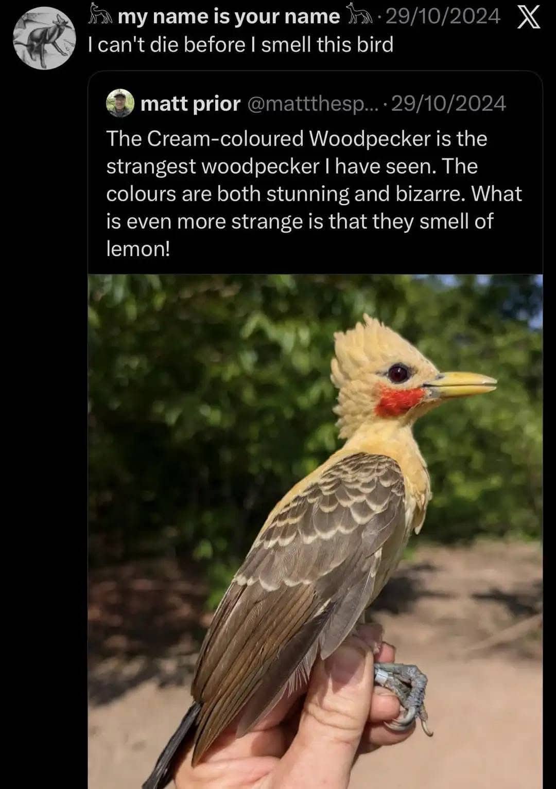 Tweet about a cream-colored woodpecker that smells like lemon and a user wanting to smell it.