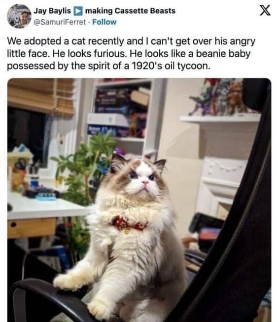 Grumpy fluffy cat looking like an angry 1920s oil tycoon meme.