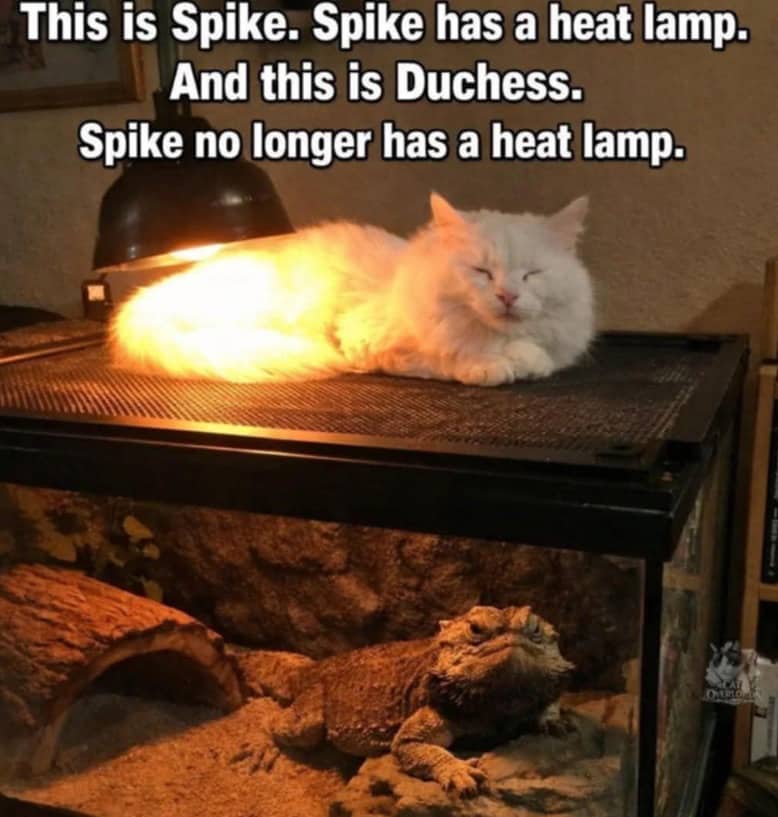 White cat stealing heat lamp warmth from grumpy bearded dragon in tank.