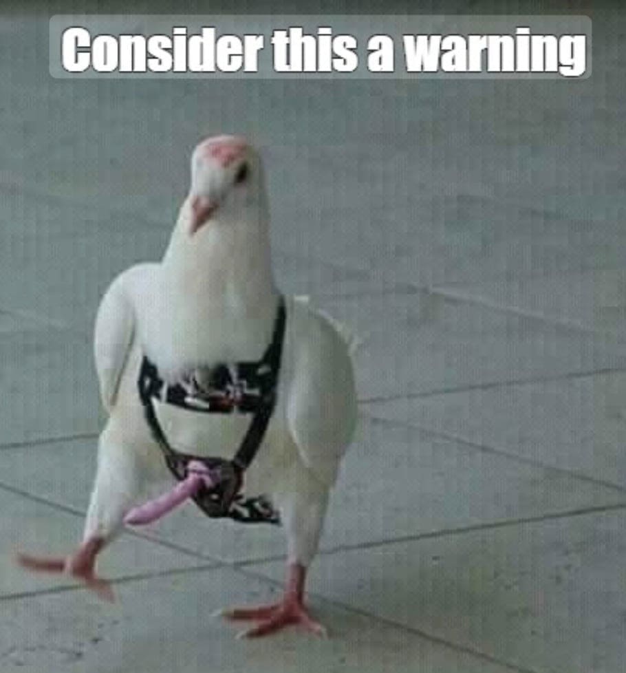 A white pigeon walking confidently while wearing a harness and a threatening caption.
