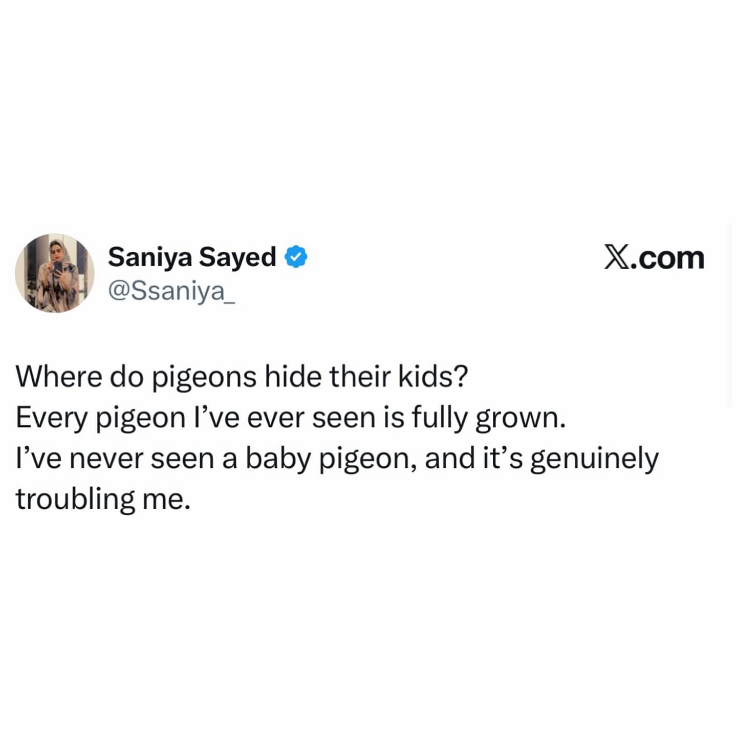 Tweet questioning where baby pigeons are hiding and why they are never seen.