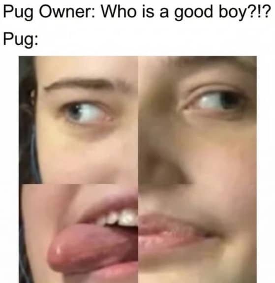 Four panel grid showing derpy close-up parts of a pug's face.