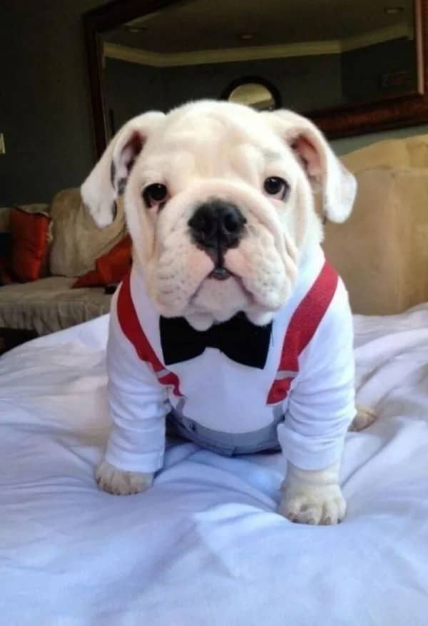 Cute bulldog puppy wearing a tuxedo vest and bowtie looking dapper.