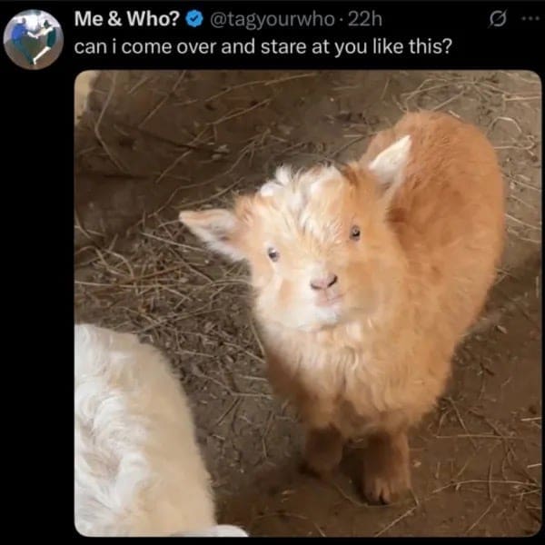 Fluffy light brown baby goat staring intently upward with a caption about coming over.