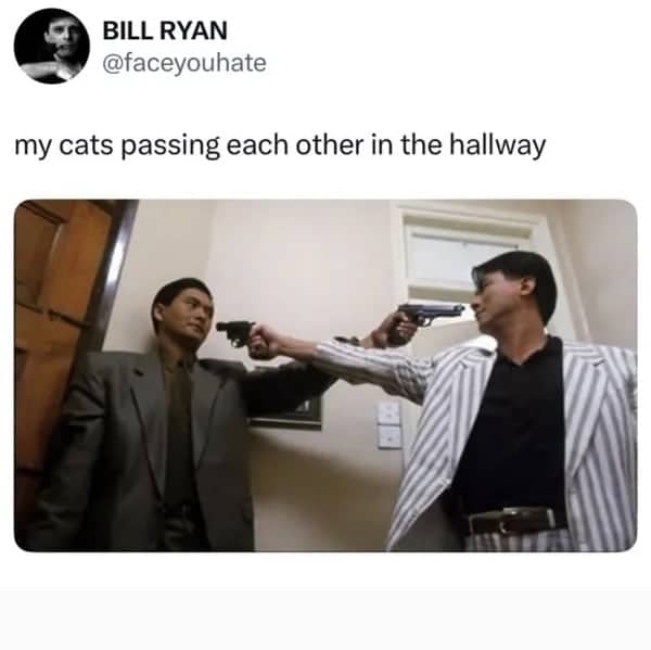 Meme comparing cats passing in hallway to dramatic movie gun standoff funny pics