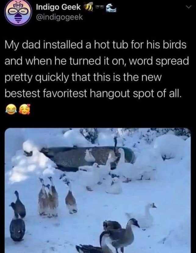 Tweet showing ducks and geese crowding into a heated bird bath in snow.