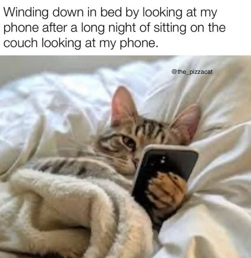 Cat looking at a phone in bed after looking at a phone on the couch.