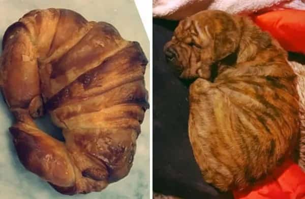 Comparison photo showing a brown croissant next to a sleeping wrinkly puppy.