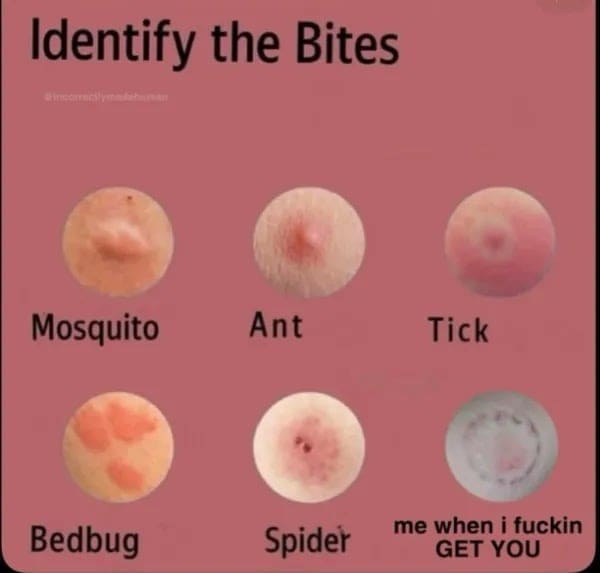 Guide to identifying bug bites where the last image is a nipple labeled aggressive flirting.
