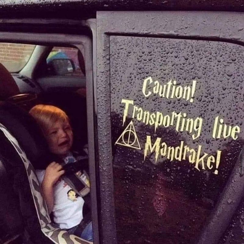 A Harry Potter meme photo of a crying child next to a car window sticker warning about a live mandrake.