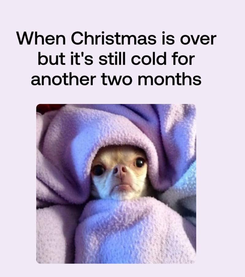 A cute Chihuahua wrapped in a purple blanket looking grumpy about the cold weather.