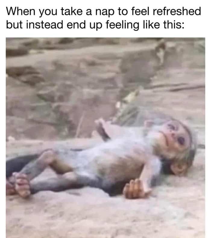 Monkey lying flat on rock meme about post-nap grogginess.