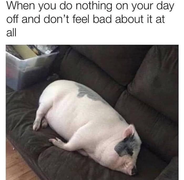 Pig sleeping on couch meme about guilt-free lazy days off.