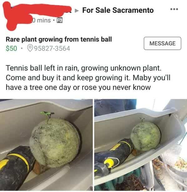 Dirty tennis ball with small plant sprout growing out of the fuzz.
