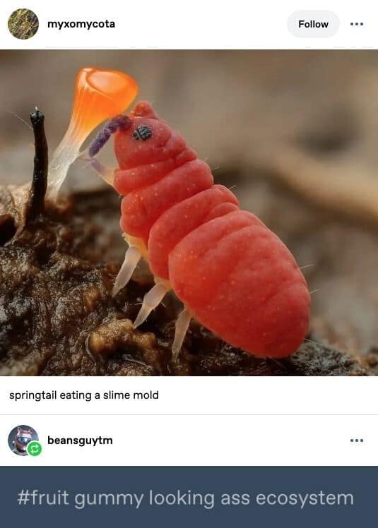 A meme dump close-up photo of a red springtail insect eating slime mold, captioned with a Tumblr tag calling it a "fruit gummy looking a** ecosystem."