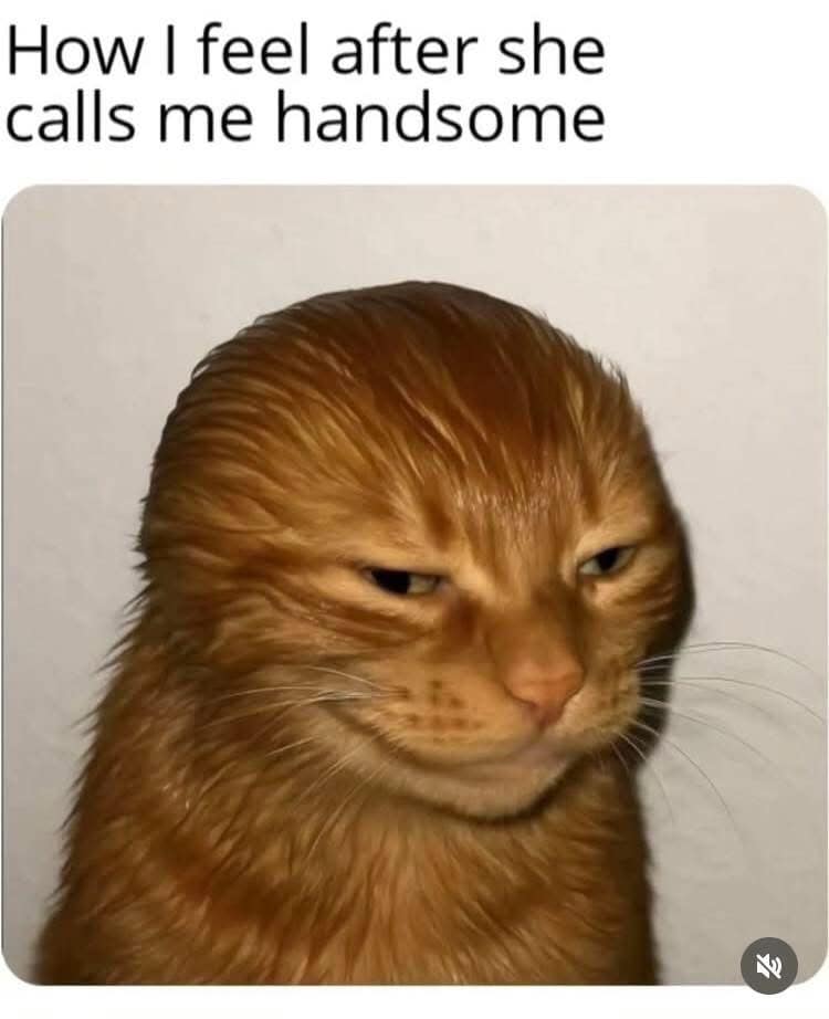 A hilarious meme of a ginger cat with slicked-back fur looking smug and handsome