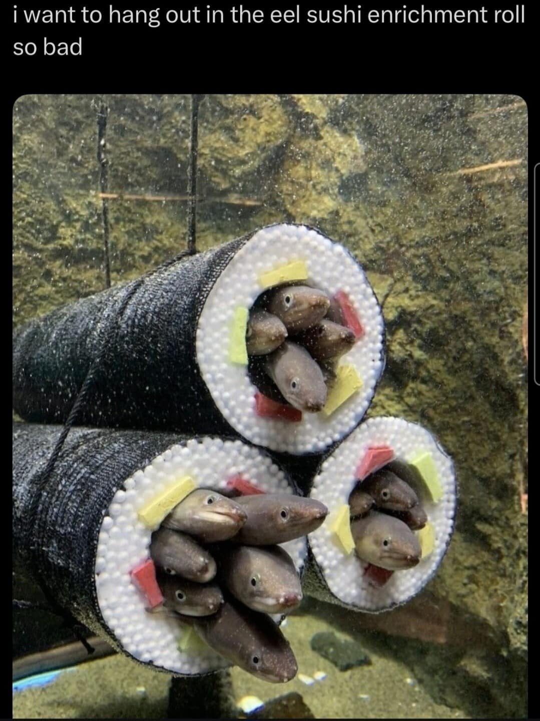 A funny meme showing garden eels poking out of a sushi-shaped enrichment tunnel in an aquarium.