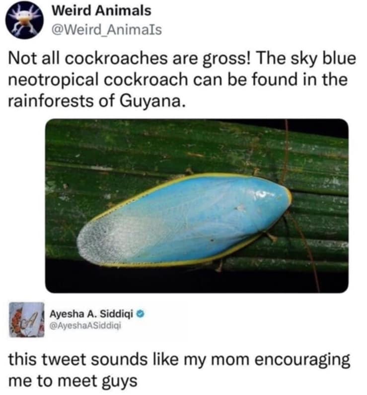 A tweet about a pretty blue cockroach with a reply saying it sounds like mom encouraging to meet guys.