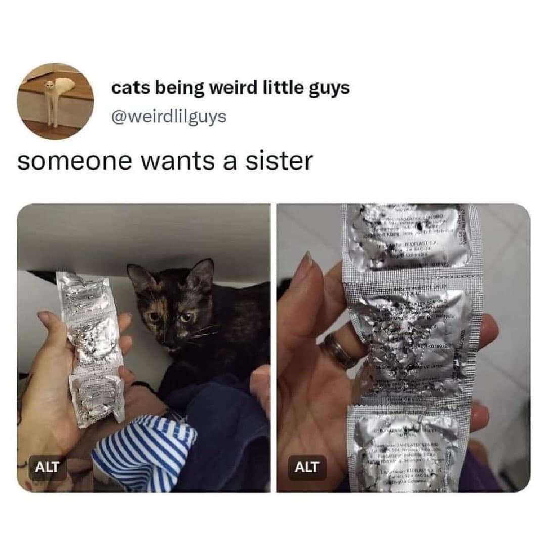 A hilarious meme showing a cat that chewed through a packet of condoms captioned someone wants a sister.