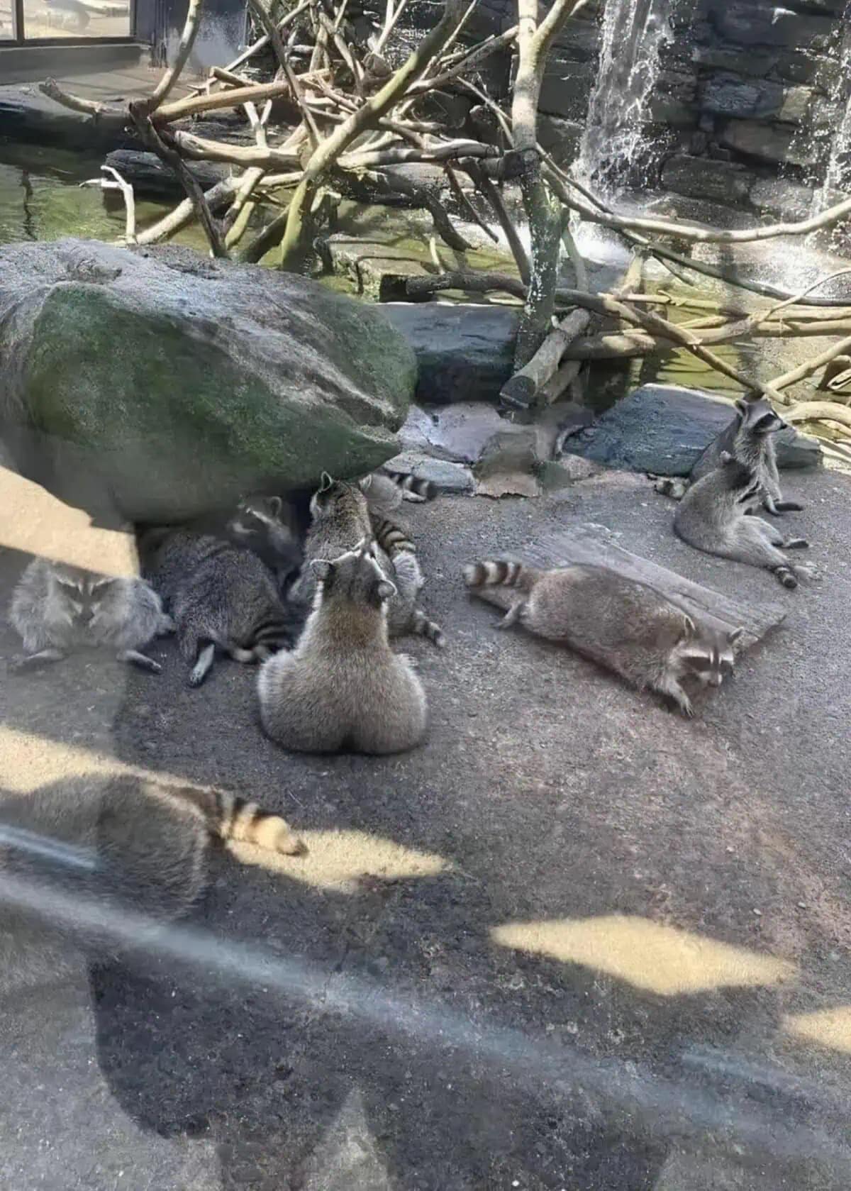 A funny meme photo of a raccoon sitting in a way that creates a very round, dumpy silhouette.