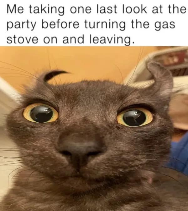 A hilarious meme of a cat with curled ears looking intense, captioned about turning the gas stove on before leaving a party.