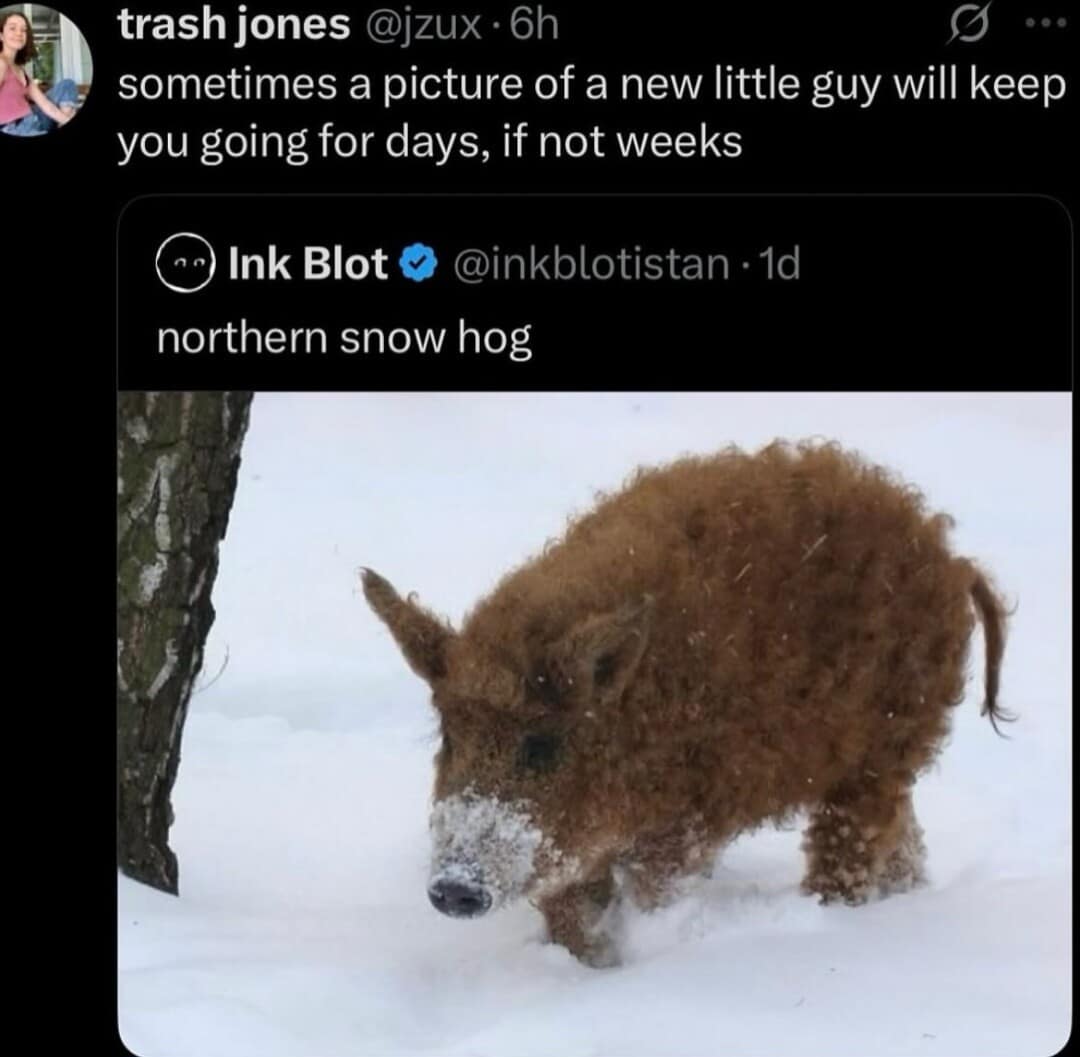 A funny meme tweet by Ink Blot identifying a fuzzy brown pig in the snow as a "northern snow hog."