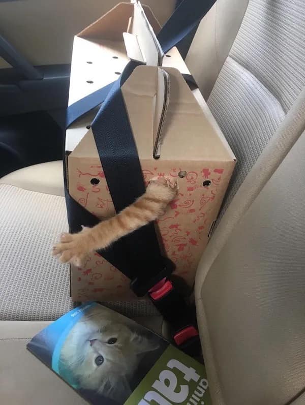 A funny meme photo of an orange cat’s paw reaching out from a small hole in a cardboard carrier while strapped into a car seat.
