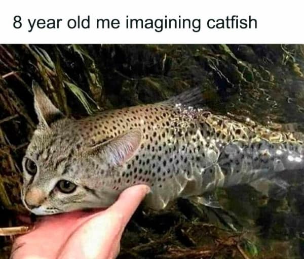 A relatable meme showing a literal cat head on a fish body representing a child's idea of a catfish.